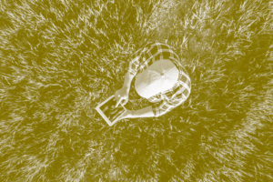 Thumbnail for Cuts to climate research funding have halted agricultural science aimed at providing a new cash crop for Colorado farmers